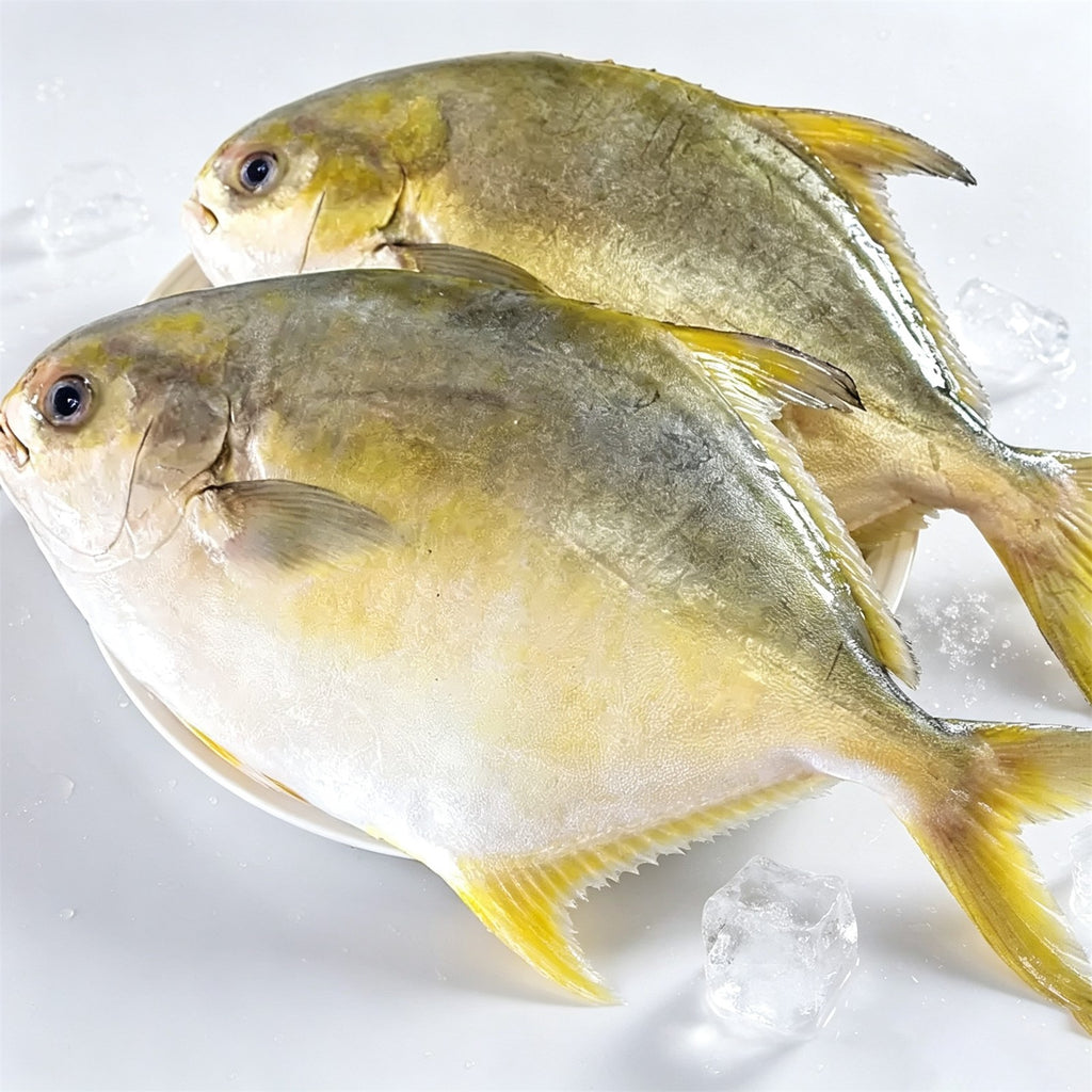 Frozen Whole Golden Pompano